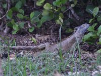 2016060837 Turtle and Wildlife Adventure, Grand Cayman, Cayman Islands (June 9)