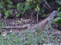 2016060838 Turtle and Wildlife Adventure, Grand Cayman, Cayman Islands (June 9)