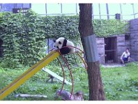 2001 06 i01 Zoo - Beijing