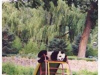 2001 06 i03 Zoo - Beijing
