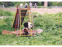2001 06 i04 Zoo - Beijing