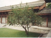2001 06 h05 Art Museum - Xian