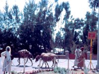 1966031129 Near Gas Station-Addis Abba