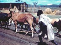 1966041107 Herding Cattle near Ambo