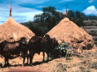 1966041119 Cattle & hay stacks on farm near Ambo