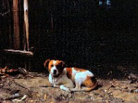 1966041134 Landlords dog - Addis Ababa