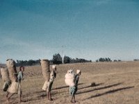 1964101334 Girls Carrying Sacks of Dung