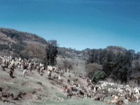 1965021104 Danakil Market between Dessie & Debre Berhan