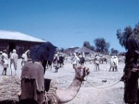 1965021106 Danakil Market in Ali Uamba