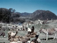 1965021106 Market between Dessie & Debre Berhan