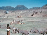 1965021108 Danakil Woman - Market between Dessie & Debre Berhan