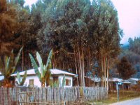 1965021112a Inset Plants - False Banana - in Debre Sina