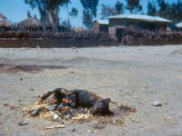 1965021125 Rabid dog after burning