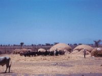 1965021142 Threshing Grain near Debre Zeit