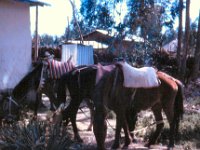 1965051138 My horse Tolo