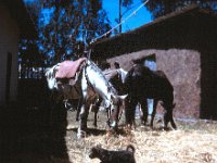 1964101107 Horses in back of our house & our puppy