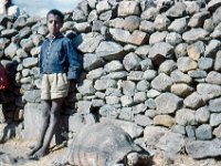 1964121111 Virgin Turtle - Debre Berhan