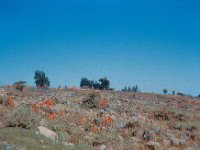 1965011120 Flowering plants near Debre Labanos