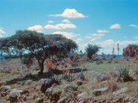 1965011121 Flowering plants & Acacia trees near Debre Labanos