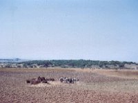 1965011201 Threshing Wheat - Gojam Province