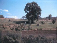 1965011237 Farmer plowing with oxen