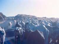 1965011344 Cows blocking road outside Asmara