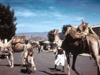 1965011403 Camels - Cheren