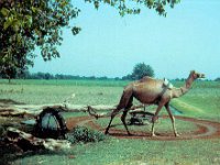 1966071209 Irrigation north of New Delhi - India