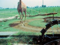 1966071213 Irrigation - New Delhi - India