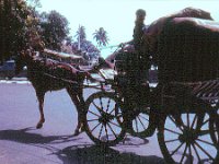 1966071322 Horse & Carriage - Bombay - India