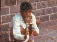 1966071340 Snake Charmer -  India