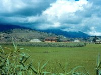 1966071413 Countryside rice fields - Khatmandu - Nepal