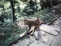 1966071423 Monkey near Khatmandu - Nepal