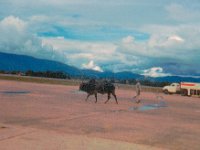 1966071424 Chasing cows at airport - Khatmandu - Nepal