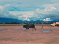 1966071424a Chasing cows at airport - Khatmandu - Nepal