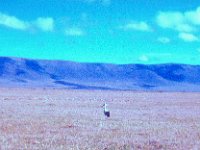 1966011101 Bird - Ngoro Crater - Tanzania