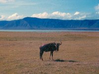 1966011103 Wildebeast - Ngoro Crater - Tanzania