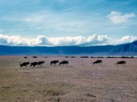 1966011105 Wildebeast - Ngoro Crater - Tanzania