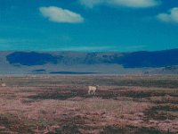 1966011106 Impala - Ngoro Crater - Tanzania