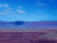 1966011107 Ngoro Crater - Tanzania