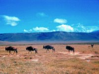 1966011108 Wildebeast - Ngoro Crater - Tanzania