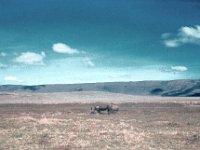 1966011110 Rhino - Ngoro Crater - Tanzania