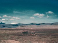 1966011112 Rhino - Ngoro Crater - Tanzania