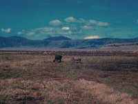 1966011113 Rhino Ngoro Crater - Tanzania