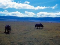 1966011116 Rhino - Ngoro Crater - Tanzania