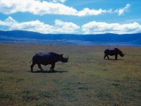 1966011117 Rhino - Ngoro Crater - Tanzania