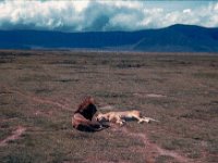 1966011118 Lions - Ngoro Crater - Tanzania