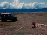 1966011120 Lions - Ngoro Crater - Tanzania