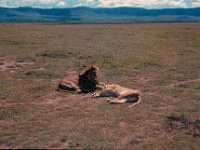 1966011121 Lions - Ngoro Crater - Tanzania