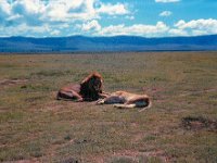 1966011122 Lions - Ngoro Crater - Tanzania